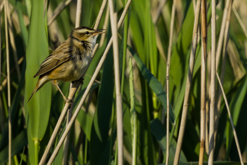 Phragmite des joncs en Grande Brière
